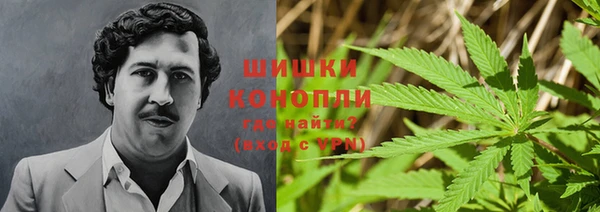 прущие грибы Абаза